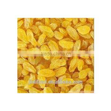 Gold Raisin With Best Price and Sweet and High Quality