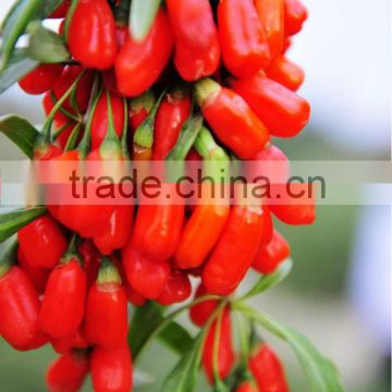 2014 Best Quality Ningxia Wolfberry goji seeds for sale Growing goji berries or goji tree from seeds