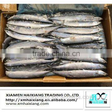 Wholesale new frozen Pacific Saury Fish