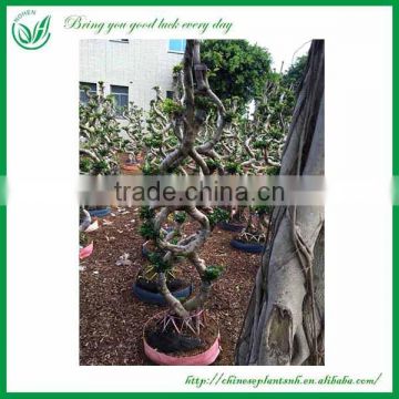 Indoor and Outdoor Plant 8 shape Ficus Bonsai