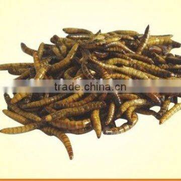 canned bambooworm bird,fish,reptile food