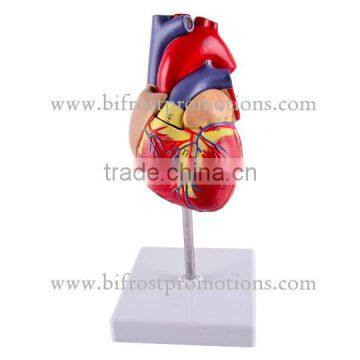 Plastic Heart Model photo-2