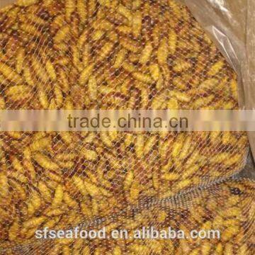 Spiny Lobster Frozen Silkworm Chrysalis photo-2