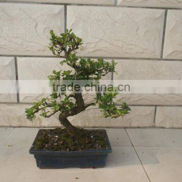 S Shape Small Indoor Bonsai Carmona Bonsai Tree (Fukien Tea) photo-6