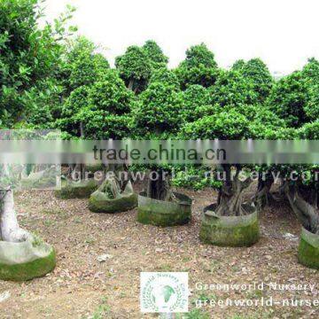 Ficus microcarpa project tree