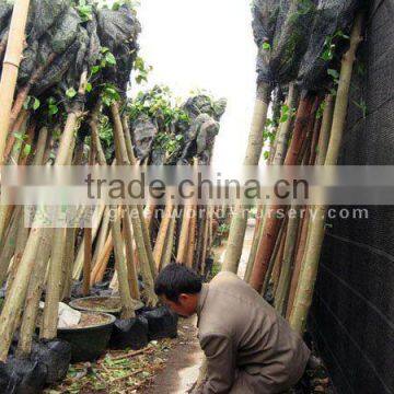 Sacred Fig trees