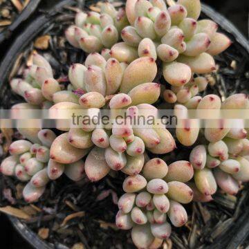 Graptopetalum Pachyphyllum Bluebean Decorative, Plants Echeveria Succulent Plants Tropical Plants photo-3