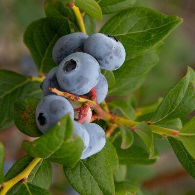 L11 Blueberry Seedlings Blueberry Saplings photo-1