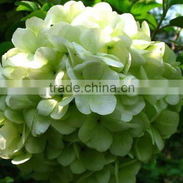 Fashionable Promotional Pretty Hydrangea Flowers photo-2