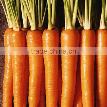 new price for 2014 fresh carrot in chinese market