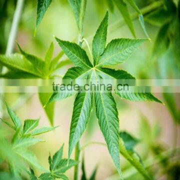 Sweet Tea Extract Natural Sweetener photo-2