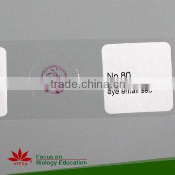 Fixed Set 100 Pieces for Higher Medical Educational Histopathology Slides photo-4