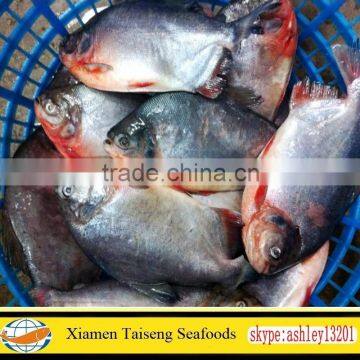Frozen Red Pomfret Red Pacu for Africa