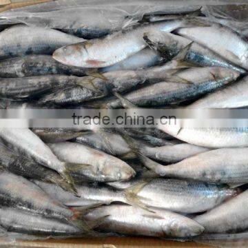 70-80 /ctn Sardines for bait