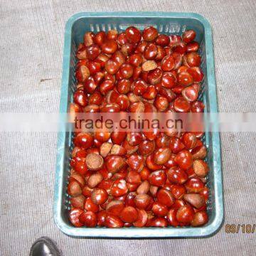 wholesale chestnut