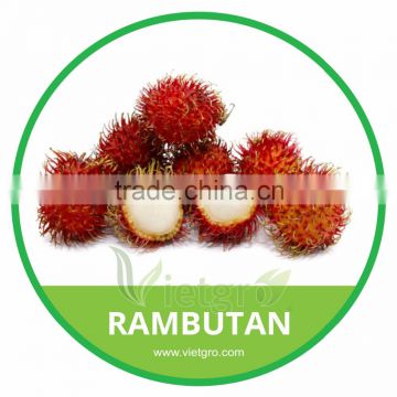 HIGH QUALITY FRESH RAMBUTAN // NHAN RAMBUTAN