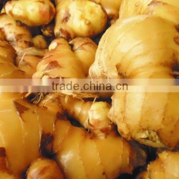 Ginger viet nam high quality 2014