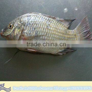 HHF FROZEN BLACK TILAPIA WHOLE ROUND