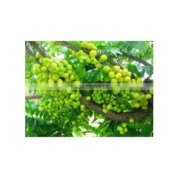 Phyllanthus Acidus (Amla Rai, Star Gooseberry, Otaheite)