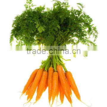 Chinese Fresh Carrot in Bottom Price