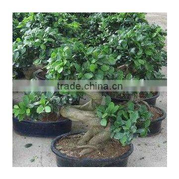 Ficus Microcarpa S Shaped Bonsai