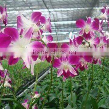 Dendrobium Hybrids blooming orchids