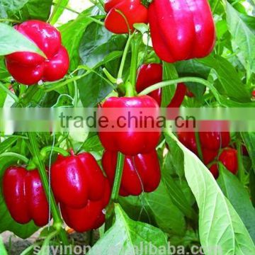 Cold resistant sweet pepper seeds red sweet pepper seeds Wendy F1