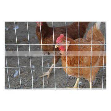 Galvanized and PVC Coating Welded Poultry Netting