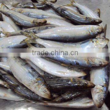 frozen Sardines whole round,80pcs for 10kgs per carton