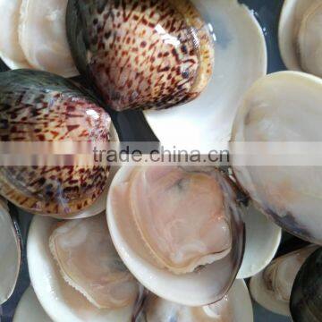 New Produce Frozen Hard Clam with Shell in Good Quality