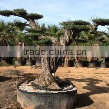 OLEA EUROPAEA Millenary photo-5