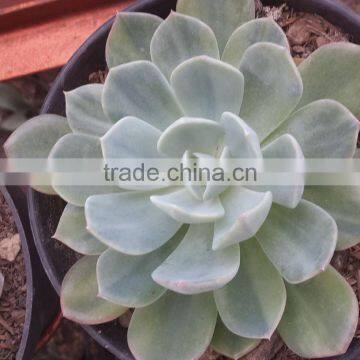 echeveria blue variegated