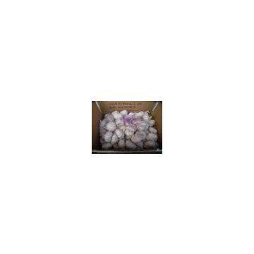 Normal White Garlic photo-3
