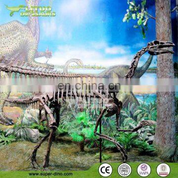 Museum Simulation Dinosaur Fossil Display