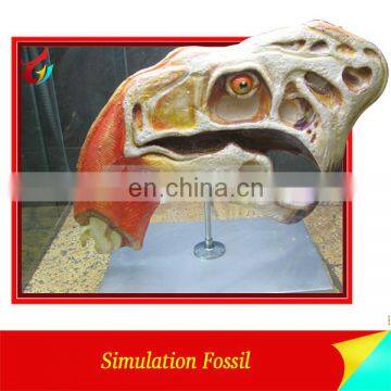 museum dinosaur artificial head