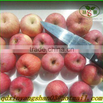 Chinese Red Fuji Apple/Apple Fresh photo-3