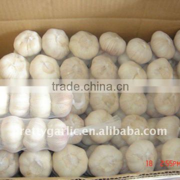 fresh Pure white garlic pre-packed