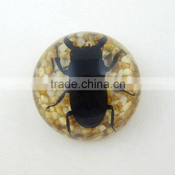 2016 Latest Design Meaningful Paperweight for Promotion Gift With Real Insect photo-4