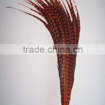 Decorative Feathers