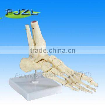 Foot bone, the bones of foot, foot teaching bone