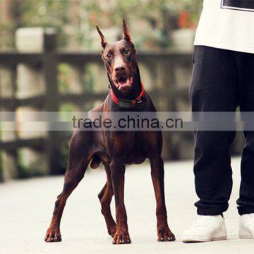 Waterproof IP67 Pet GPS Tracker Small Size Mini Cat Gps Tracker,pet Gps Tracker