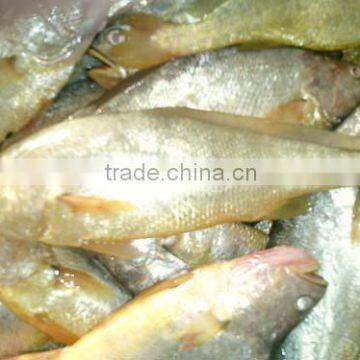 Frozen Whole yellow croaker