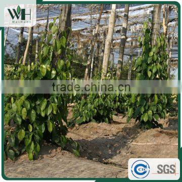 Cambodia Wholesale Black Pepper 500GL for Buyers photo-6