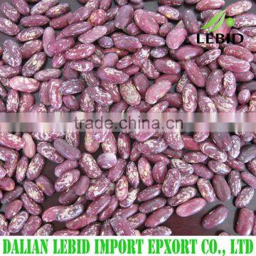 Best Quality Purple Speckled Kidney Beans Long Shape