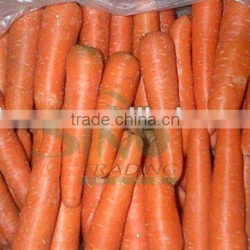 Hot sale fresh red carrot