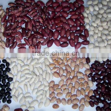 Chinese Red Kidney Bean With Wholesale Price