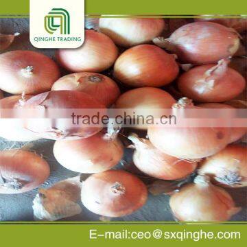 Fresh yellow onion in bulk