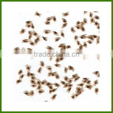 Paulownia tomentosa seeds/paulownia elongata seeds/paulownia seeds for sale