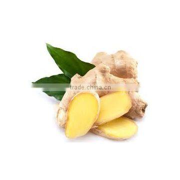 Health food ginger essential oil extract