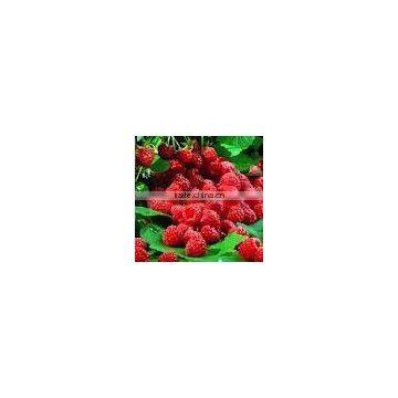 raspberry seed extract